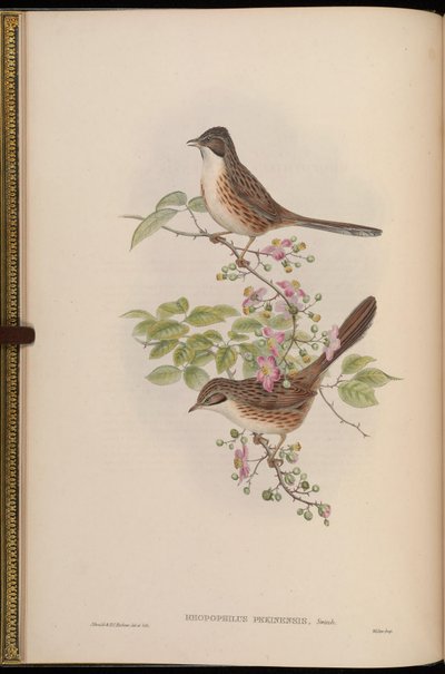 Chinese Hill Warbler by John Gould